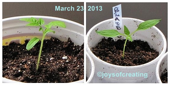 2013-seedlings