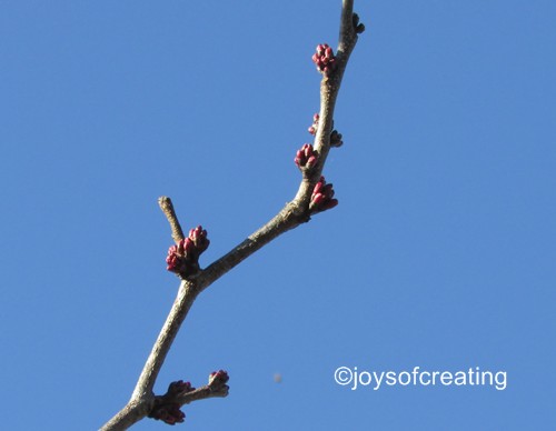 Japanese Red Bud Tree