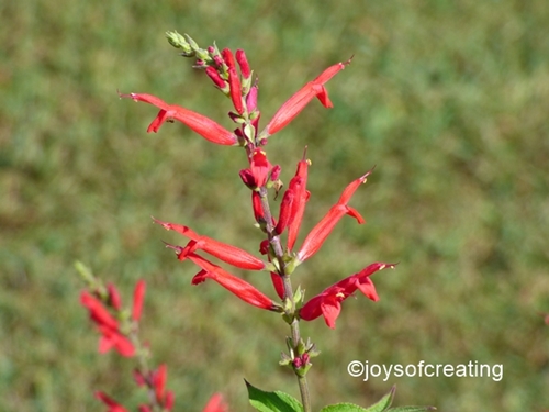 9-30-2016-pineapple-sage