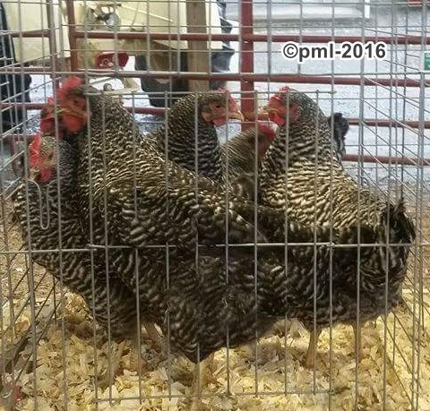 pullets-2